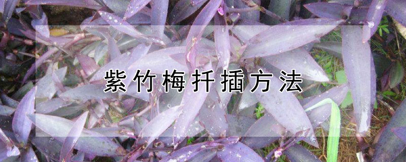 紫竹梅扦插方法 紫竹梅扦插方法图解,扦插几天成活?