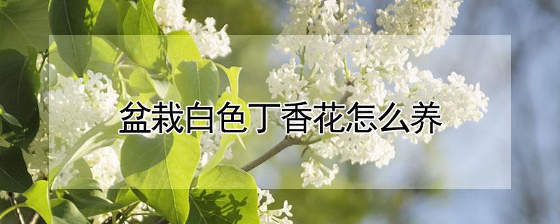 盆栽白色丁香花怎么养（白丁香盆栽养殖方法）