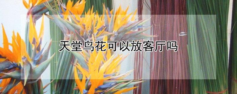 天堂鸟花可以放客厅吗（客厅适合摆放天堂鸟的花卉吗）