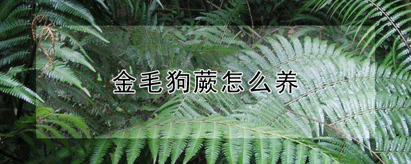金毛狗蕨怎么养（金毛狗蕨怎么养护）