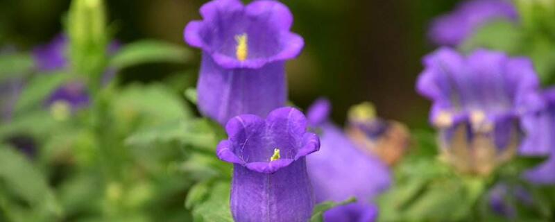 百万风铃花的养殖方法（风铃花如何养）