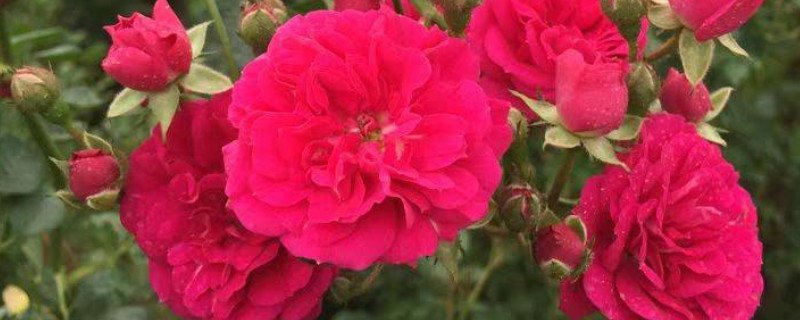 红木香的养护方法（红木香花的养护方法）