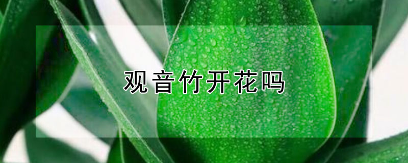 观音竹开花吗 观音竹会开花吗开的花是什么样子