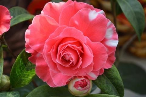 洗米水可以浇植物吗