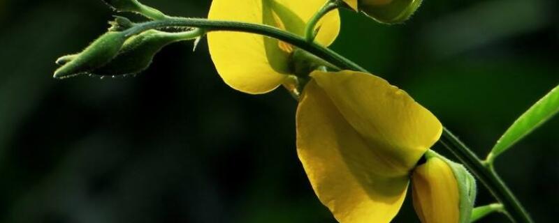 金孔雀花怎么养 金雀花怎么养,好养活吗