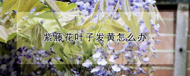 紫藤花叶子发黄怎么办（紫藤花叶子黄了怎么办）