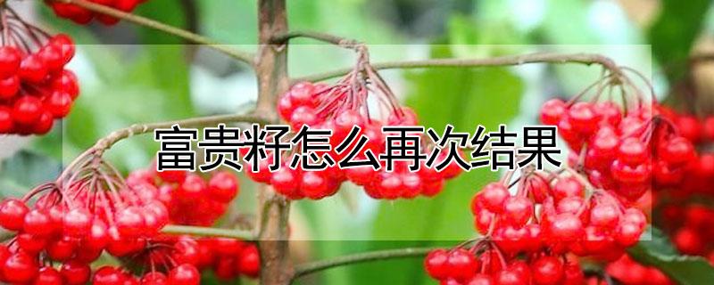 富贵籽怎么再次结果 富贵籽每年都会结果吗