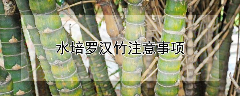 水培罗汉竹注意事项 水培罗汉竹的养殖方法