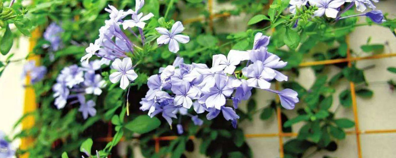 蓝雪花可以地栽吗 蓝雪花地栽的养殖方法
