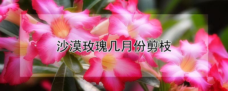 沙漠玫瑰几月份剪枝 沙漠玫瑰几月份剪枝扦插