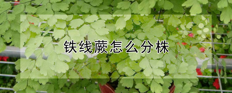 铁线蕨怎么分株（铁线蕨种植方法）