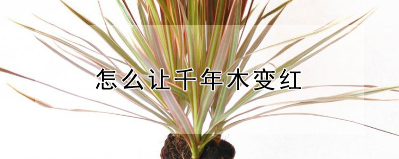 怎么让千年木变红（千年木如何变红）