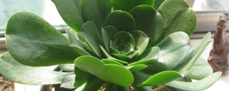 玉龙观音怎么修剪 玉龙观音开花需要剪掉吗