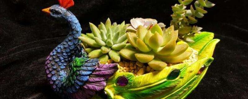 孔雀多肉怎么养殖 多肉红孔雀的养殖方法