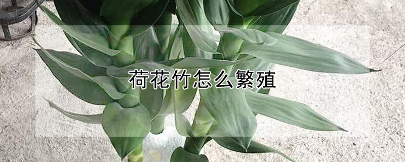 荷花竹怎么繁殖 盆栽荷花竹的养殖方法