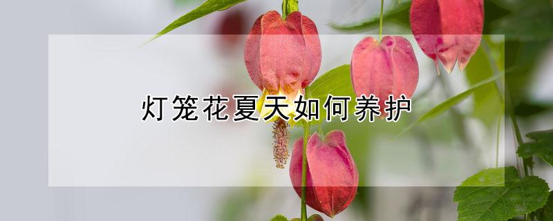 灯笼花夏天如何养护（灯笼花夏天怎么养护）