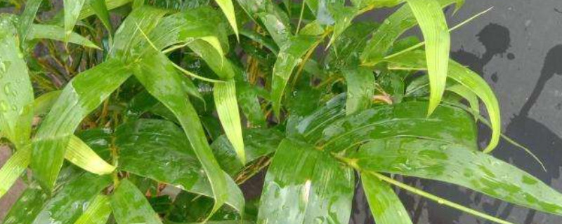 佛肚竹叶子发黄是怎么 佛肚竹叶子发黄是怎么回事
