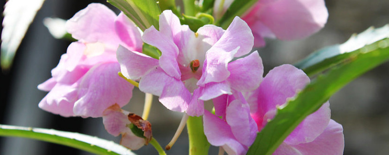 重瓣凤仙花怎样养护（重瓣凤仙花的修剪方法图解）