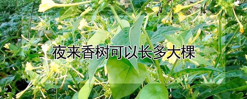 夜来香树可以长多大棵 夜来香可以长成树吗