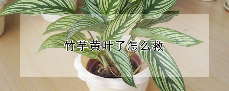 竹芋黄叶了怎么救（竹芋叶子黄了怎么办）