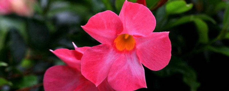 飘香藤为什么不长花苞 飘香藤有花苞就是不开花