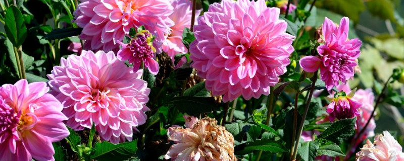 地瓜花的养殖方法和注意事项 地瓜花怎么种植方法如下