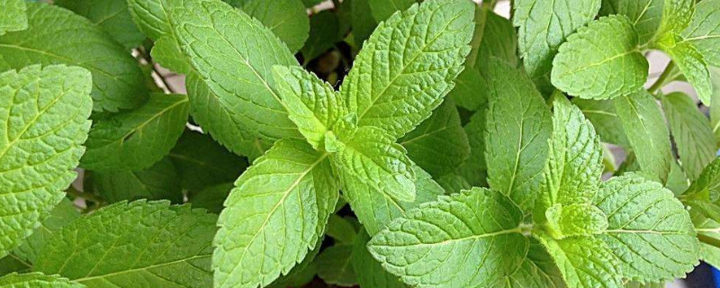 薄荷变黑卷边怎么办 薄荷卷边叶子发黑干枯