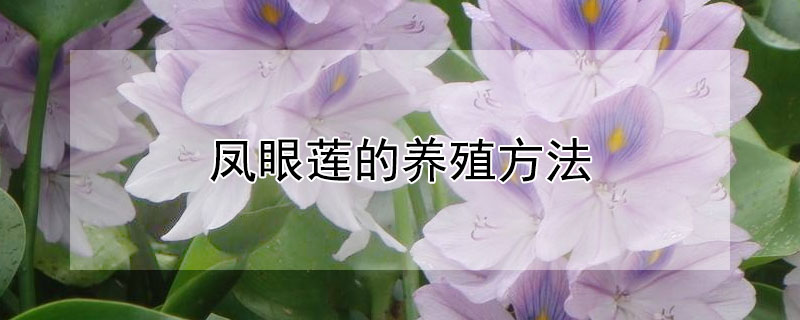 凤眼莲的养殖方法 凤眼莲怎么养殖