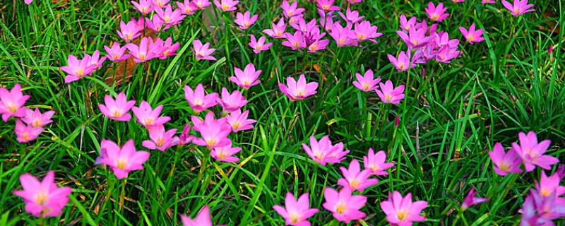 红花葱兰的养殖方法(红花葱兰什么时候种好)