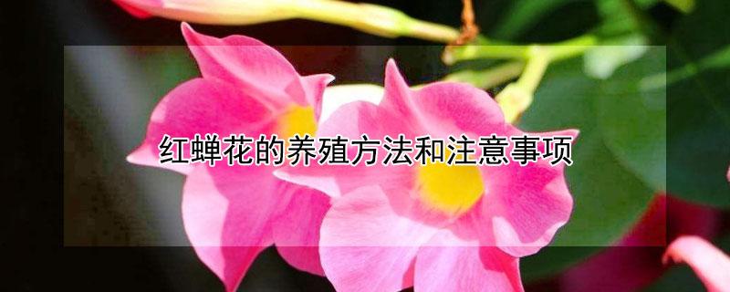 红蝉花的养殖方法和注意事项 红蝉花的养殖方法 冬天