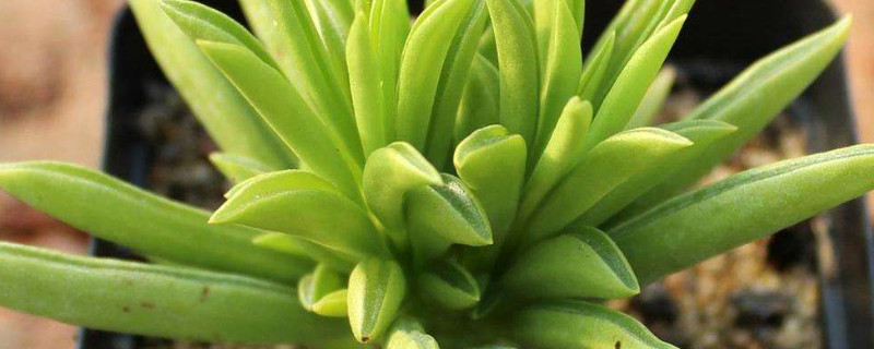 柳叶椒草的养殖方法(柳叶椒草可以在家养吗)