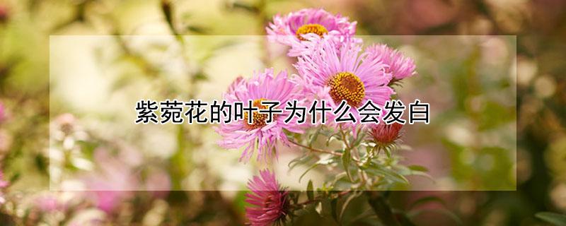 紫菀花的叶子为什么会发白（紫罗兰叶子发白）