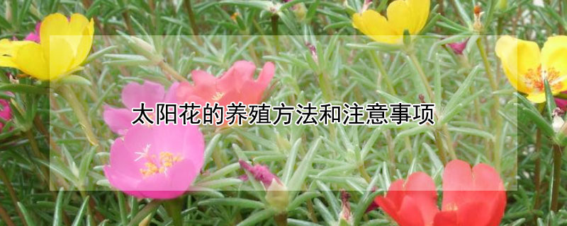 太阳花的养殖方法和注意事项 冬季太阳花的养殖方法和注意事项