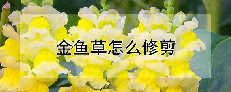 金鱼草怎么修剪（金鱼草如何修剪）