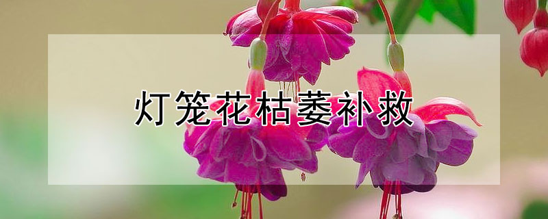 灯笼花枯萎补救（刚买的灯笼花枯萎补救）