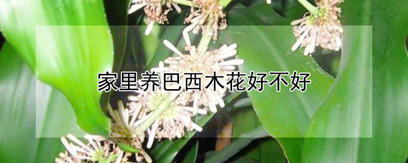 家里养巴西木花好不好 家里养巴西木好吗