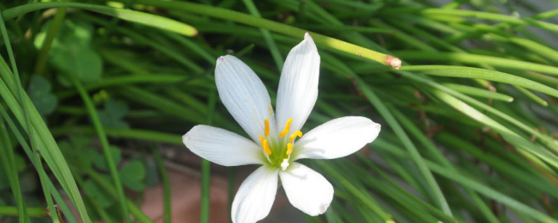 葱兰种球的栽培 葱兰种球每盆种几个种球