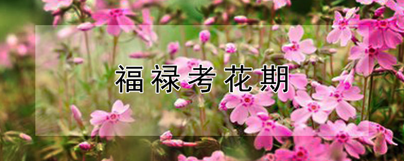 福禄考花期(宿根福禄考花期)