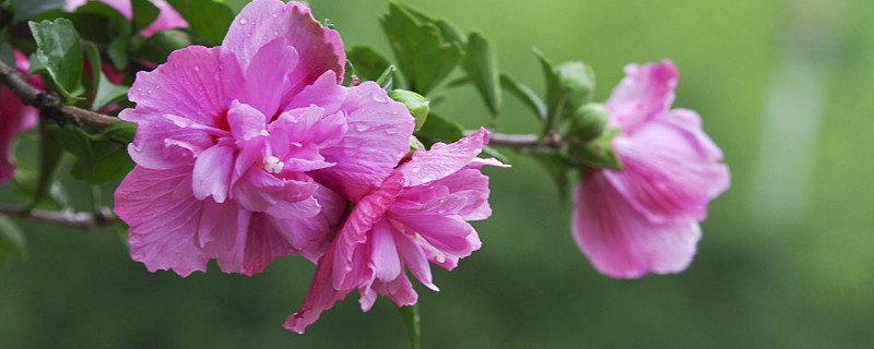 木槿花在北方怎样过冬 木槿花在北方能否过冬