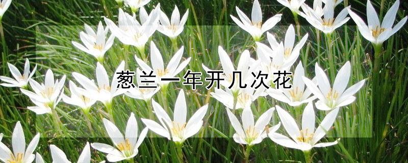 葱兰一年开几次花 葱兰花几月开花