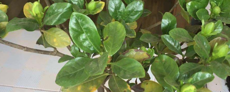 盆栽树叶子发黄怎么办 盆栽树叶子黄了怎么办