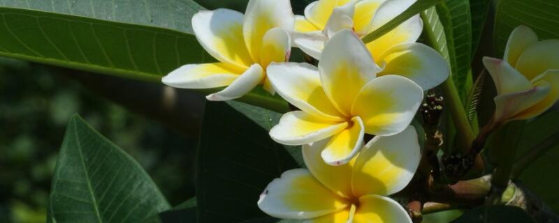 鸡蛋花黄叶怎么回事（鸡蛋果黄叶怎么办?）