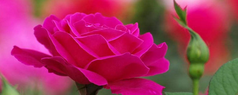 新买的月季苗怎么移栽(刚买的月季小苗怎么种)