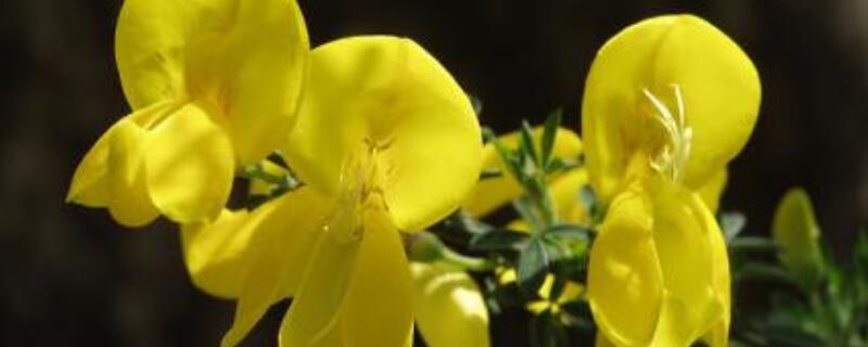 黄金雀的养护方法 黄金雀的养护方法夏天