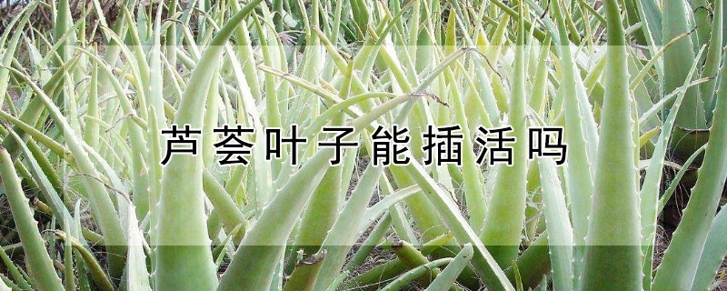 芦荟叶子能插活吗（芦荟可以插活不）