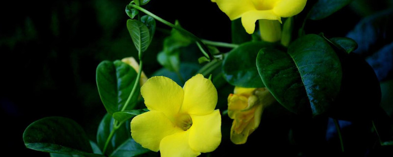 飘香藤如何施肥(飘香藤需要施什么肥)