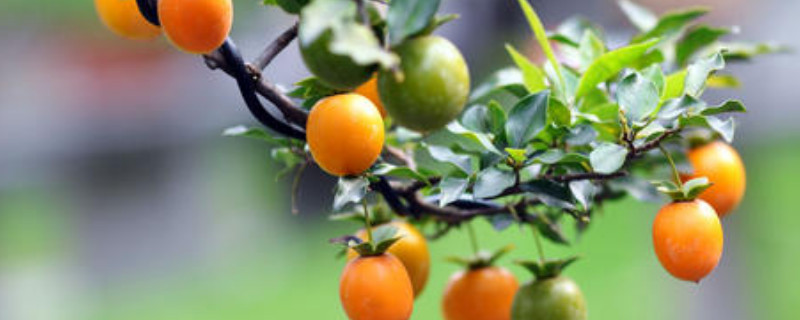 金弹子种子怎么催芽（金弹子种子怎么催芽播种）