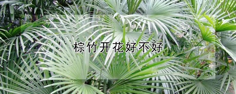 棕竹开花好不好 棕竹开什么的花