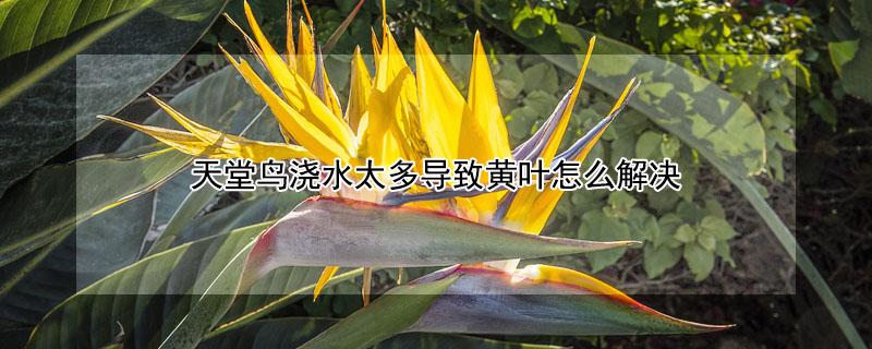 天堂鸟浇水太多导致黄叶怎么解决 天堂鸟肥料施多了,黄叶了怎么办