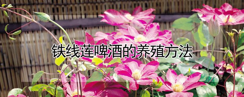 铁线莲啤酒的养殖方法 铁线莲啤酒如何过冬